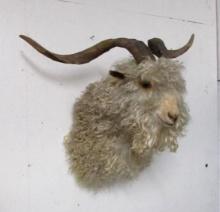 Vintage Angora Goat Taxidermy Shoulder Mount