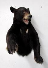 Vintage Black Bear Half Body Wall Hanging Taxidermy Mount