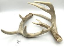 Lot of 2 Antlers