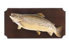 Montana Brown Trout Professional Taxidermy Mount