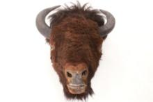Montana Great American Bison Taxidermy Head Mount