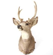 Montana 2x2 Velvet Whitetail Deer Shoulder Mount