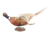 Montana Pheasant Full Body in Flight Mounted Stand