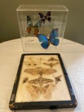 Butterfly & Moth display/mounts