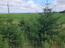 (Item off site - 1/4 mile from Auction Barn) 35 Fir trees