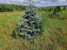 (Item off site - 1/4 mile from Auction Barn) 17 Blue spruce trees