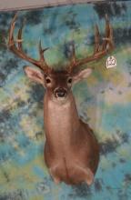 11pt. North Texas Whitetail Deer Shoulder Mount Taxidermy