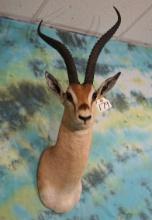African Grants Gazelle Shoulder Taxidermy Mount