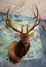 Majestic 7 x 6 375 gross Elk Shoulder Taxidermy Mount