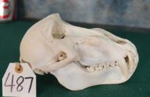 African Chacma Baboon Whole Skull Taxidermy