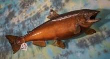 Monster Brown Trout 33 1/2 Real Skin Taxidermy Fish Mount