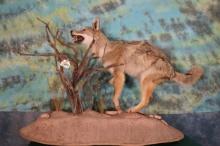 Coyote in Habitat Full Body Taxidermy Mount