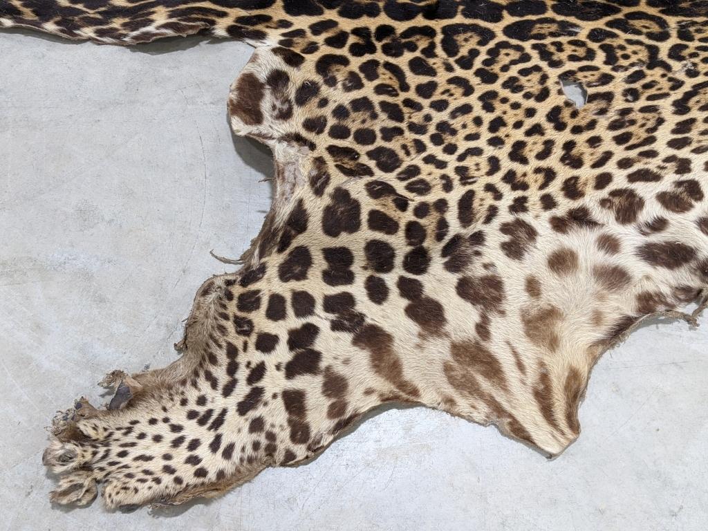 Rare Jaguar Hide w/ Tail