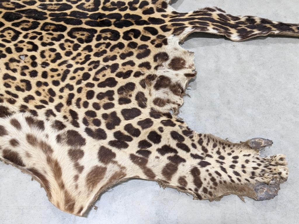 Rare Jaguar Hide w/ Tail