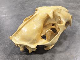 African Jaguar Skull Mount