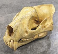 African Jaguar Skull Mount